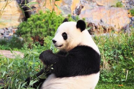 会说话的胡安：一个熊猫模拟器带你重回动物的视角